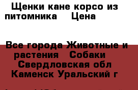 Щенки кане корсо из  питомника! › Цена ­ 65 000 - Все города Животные и растения » Собаки   . Свердловская обл.,Каменск-Уральский г.